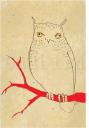 Owl on Red Branch  (Not a barn Owl)