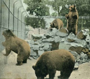 California Grizzly