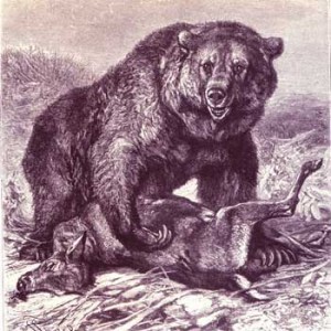 California Grizzly