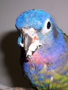 Button Bird
