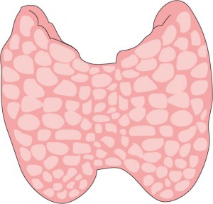 Thyroid