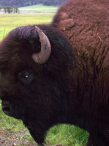 Buffalo