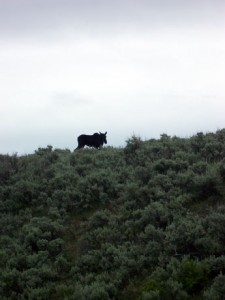 moose