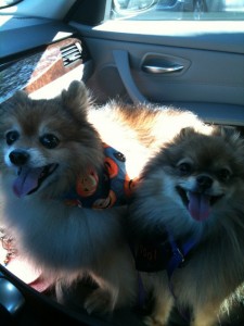 The Pom's