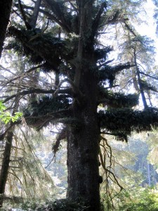 Little trees growing on a big tree